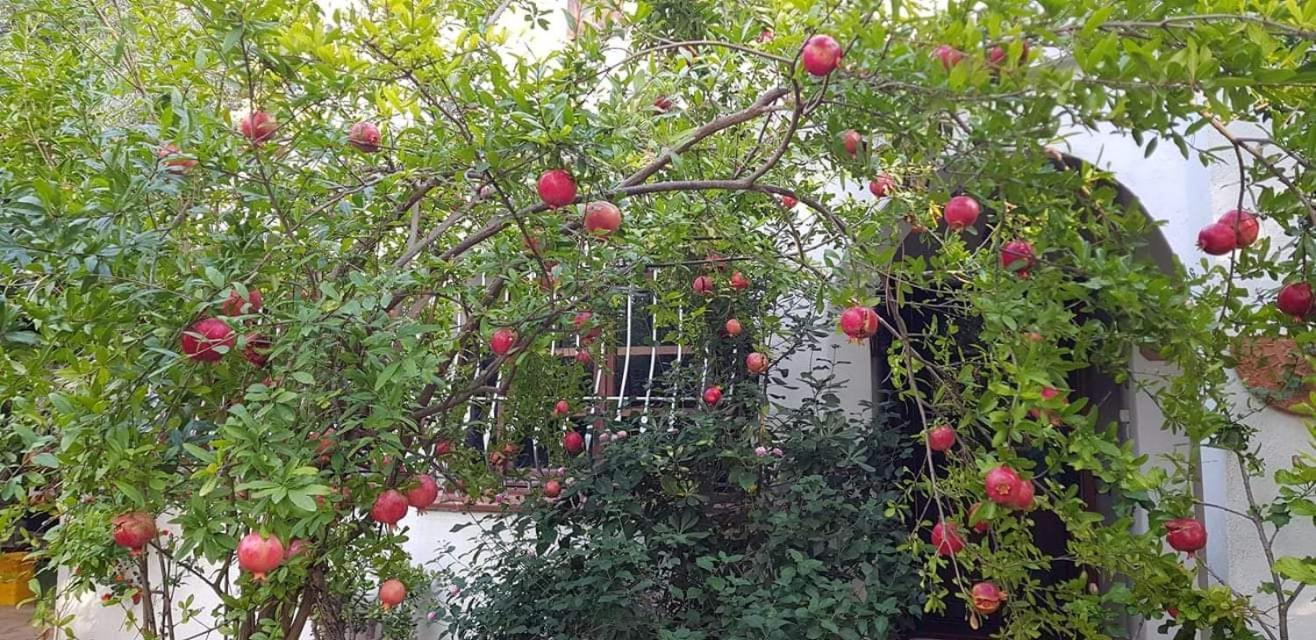 Il Giardino Di Frafa Lägenhet Quartu SantʼElena Exteriör bild