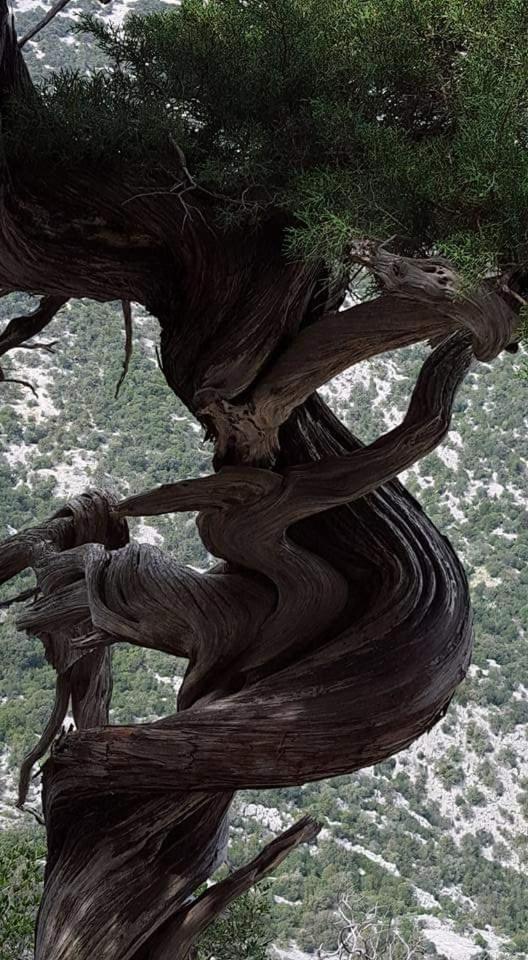 Il Giardino Di Frafa Lägenhet Quartu SantʼElena Exteriör bild
